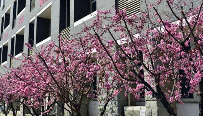 石家庄华医医学中等专业学校2024年录取分数线(2025参考)